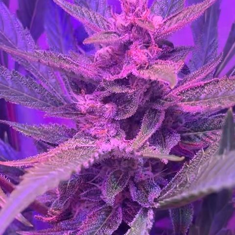 Unbekannter Strain growlog timeline photo