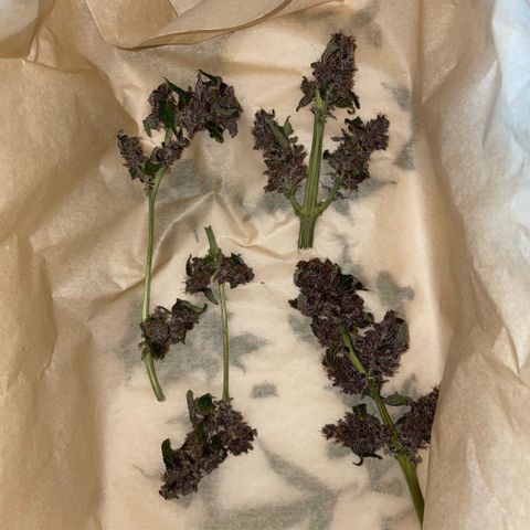 Bloody Skunk auto growlog timeline photo