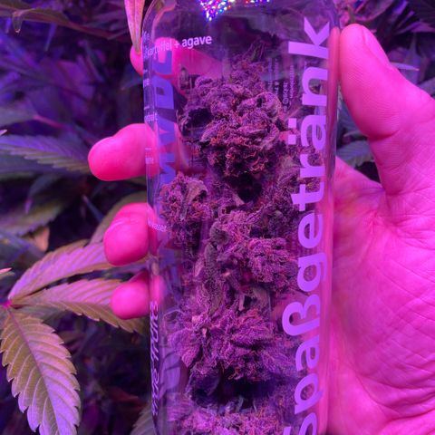 Bloody Skunk auto growlog timeline photo