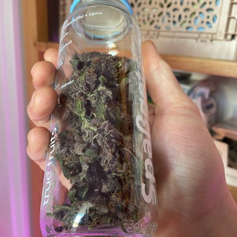 Bloody Skunk auto growlog timeline photo