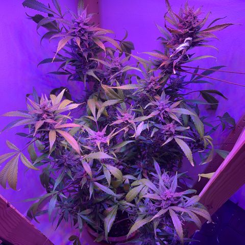 Unbekannter Strain growlog timeline photo