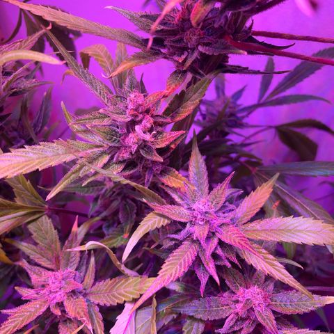 Unbekannter Strain growlog timeline photo