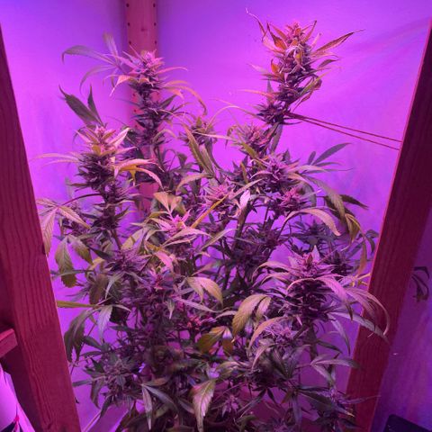 Unbekannter Strain growlog timeline photo