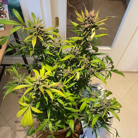 Unbekannter Strain growlog timeline photo