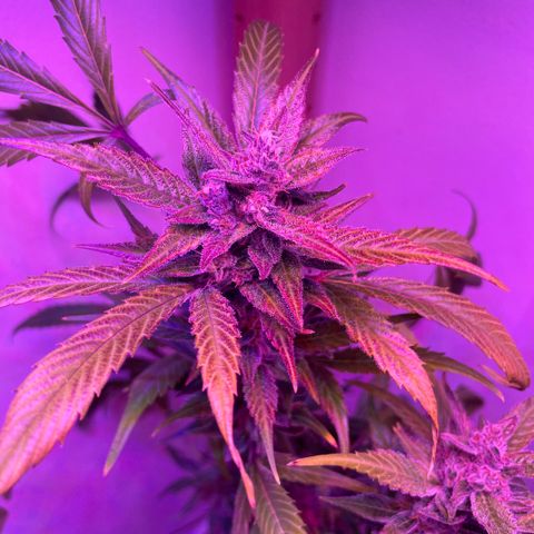 Unbekannter Strain growlog timeline photo