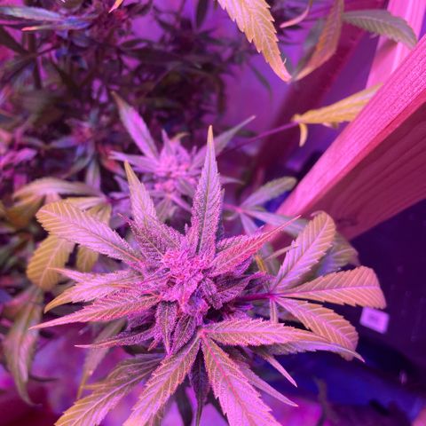 Unbekannter Strain growlog timeline photo