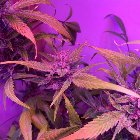 Unbekannter Strain growlog timeline photo