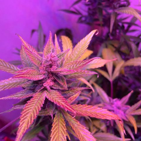 Unbekannter Strain growlog timeline photo