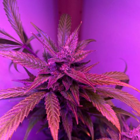 Unbekannter Strain growlog timeline photo