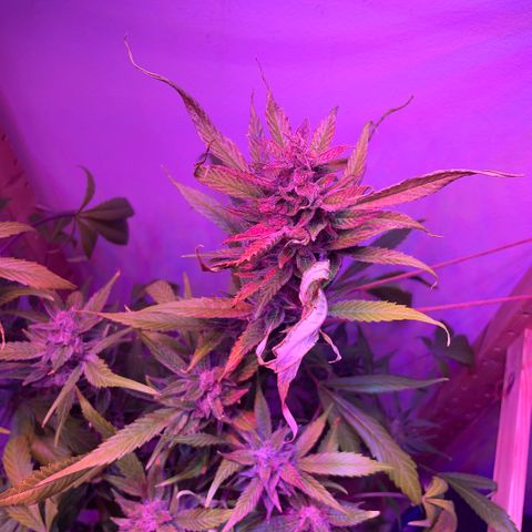 Unbekannter Strain growlog timeline photo