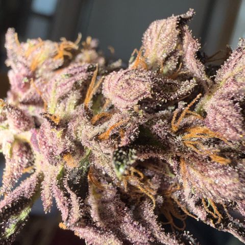 Bloody Skunk auto growlog timeline photo
