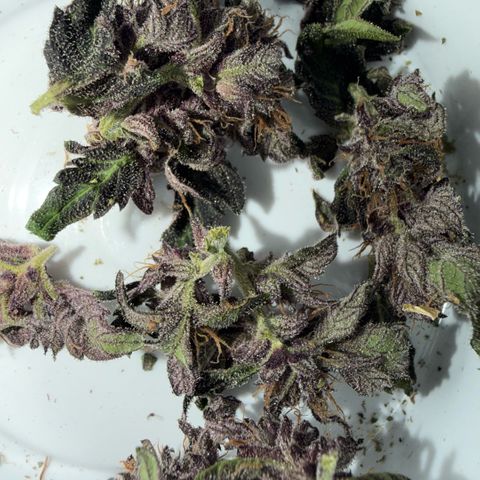 Bloody Skunk auto growlog timeline photo