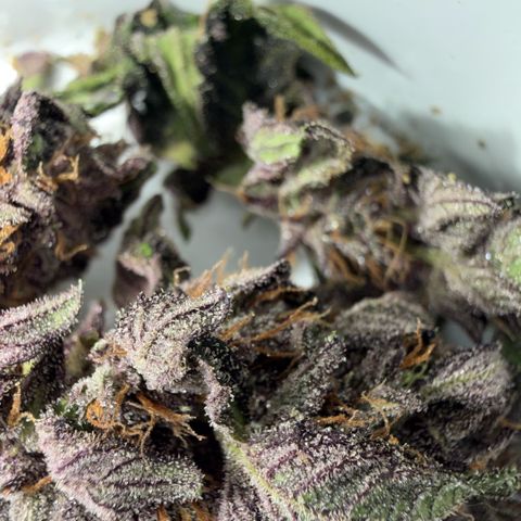 Bloody Skunk auto growlog timeline photo