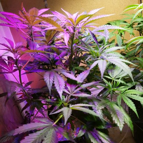 Franco #1 growlog photo: :)