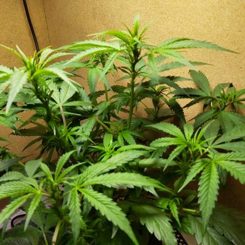 Franco #1 growlog photo: :)