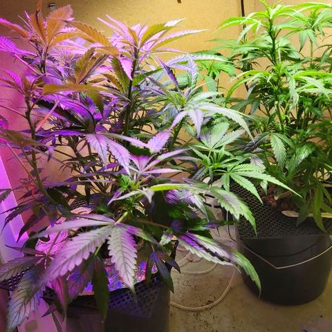 Franco #1 growlog photo: :)