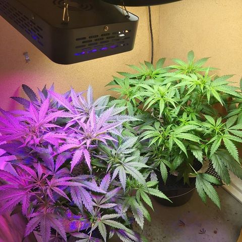 Franco #1 growlog photo: :)