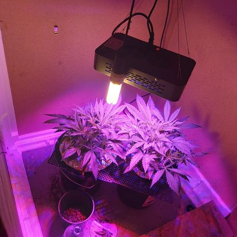 Franco #1 growlog timeline photo