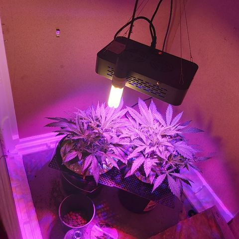 Franco #1 growlog timeline photo