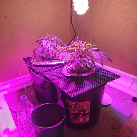 Franco #1 growlog timeline photo