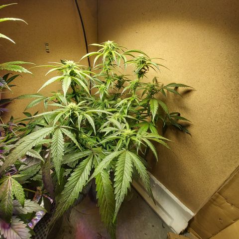 Franco #1 growlog timeline photo