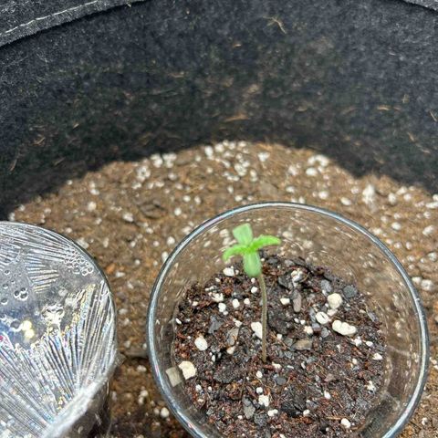 Ms. Bigglesworth growlog photo: One seed on day 3

Other 2 seeds not germinated yet.   They are on day 3 as well.   
