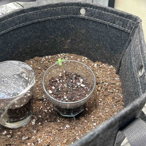 Ms. Bigglesworth growlog photo: One seed on day 3

Other 2 seeds not germinated yet.   They are on day 3 as well.   
