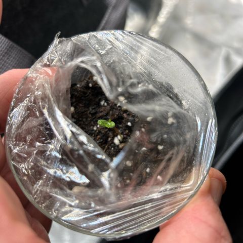 Ms. Bigglesworth growlog photo: 2nd seed sprouted.  
1st seed got a bit bendy when I watered so I splint.   