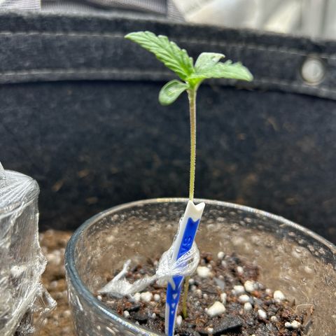 Ms. Bigglesworth growlog timeline photo