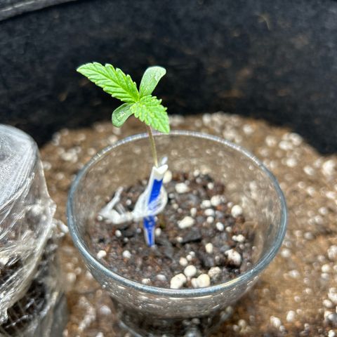Ms. Bigglesworth growlog timeline photo