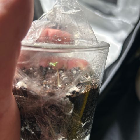 Ms. Bigglesworth growlog photo: 2nd seed sprouted.  
1st seed got a bit bendy when I watered so I splint.   