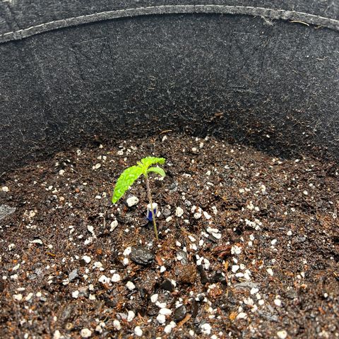 Ms. Bigglesworth growlog timeline photo