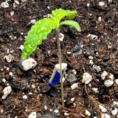 Ms. Bigglesworth growlog timeline photo