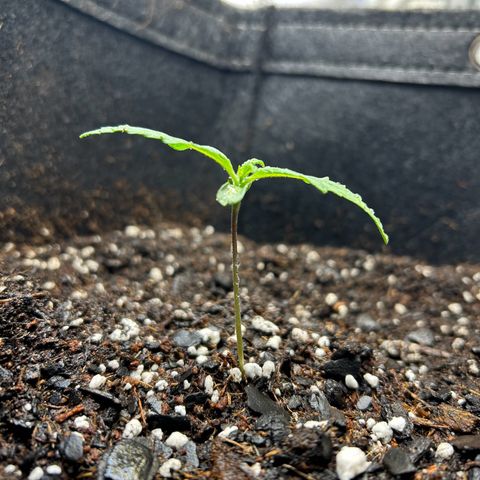 Ms. Bigglesworth growlog photo: She looks heathy and happy.   