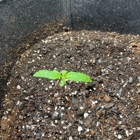 Ms. Bigglesworth growlog photo: She looks heathy and happy.   