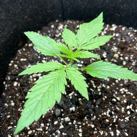 Ms. Bigglesworth growlog timeline photo