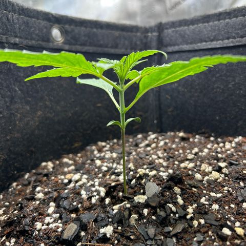 Ms. Bigglesworth growlog timeline photo