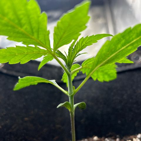 Ms. Bigglesworth growlog timeline photo