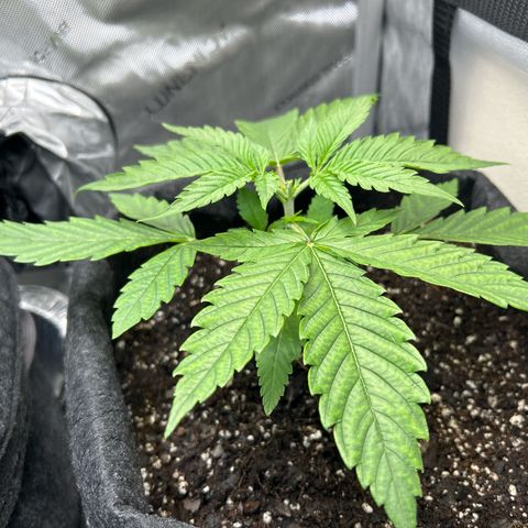 Ms. Bigglesworth growlog timeline photo
