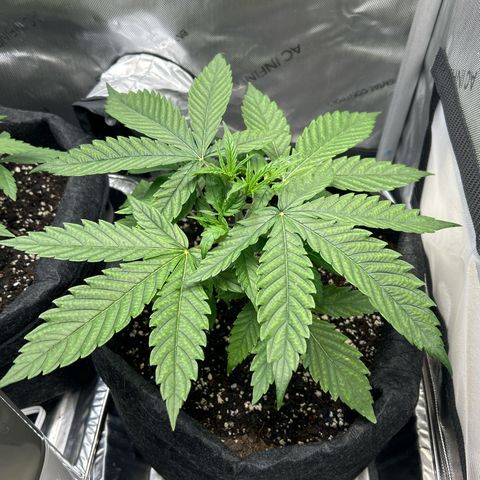 Ms. Bigglesworth growlog photo: Before her light foliage trim, and on day of her 2nd feeding.   