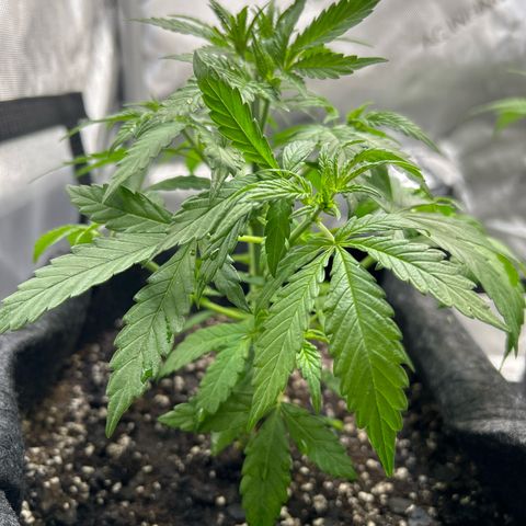 Ms. Bigglesworth growlog photo: Doing great!
