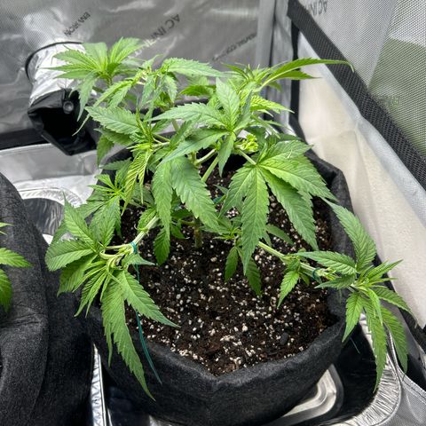 Ms. Bigglesworth growlog photo: Doing great!