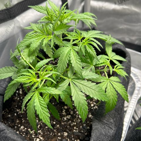 Ms. Bigglesworth growlog photo: Doing great!