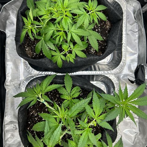 Ms. Bigglesworth growlog photo: Doing great!