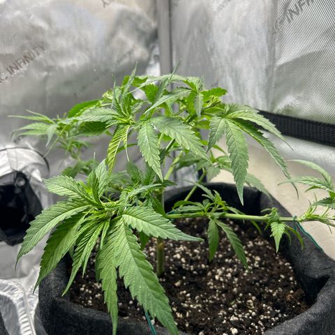 Ms. Bigglesworth growlog photo: Doing great!