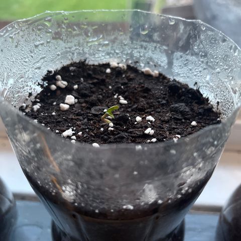 Skittles growlog photo: Day 2 in the pot ( 9 are starting to sprout)  watering day and night 