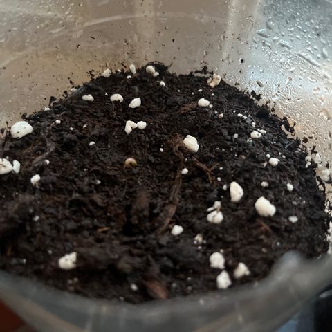 Skittles growlog photo: Day 2 in the pot ( 9 are starting to sprout)  watering day and night 