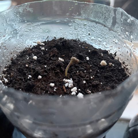Skittles growlog photo: Day 2 in the pot ( 9 are starting to sprout)  watering day and night 