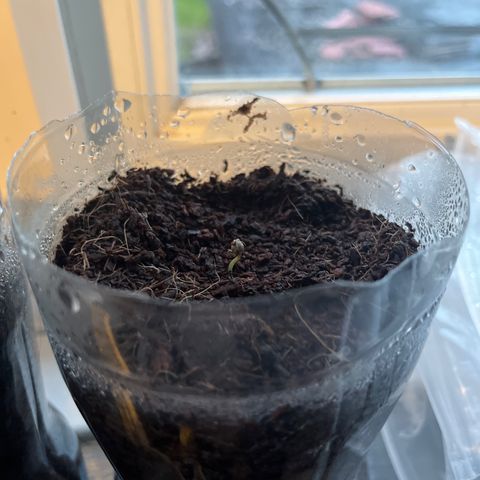 Skittles growlog photo: Day 2 in the pot ( 9 are starting to sprout)  watering day and night 