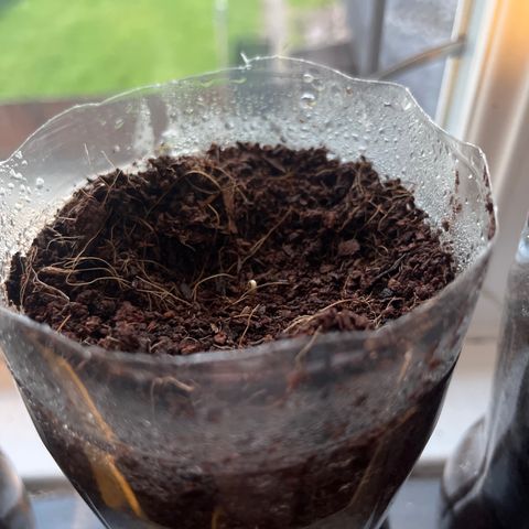 Skittles growlog photo: Day 2 in the pot ( 9 are starting to sprout)  watering day and night 